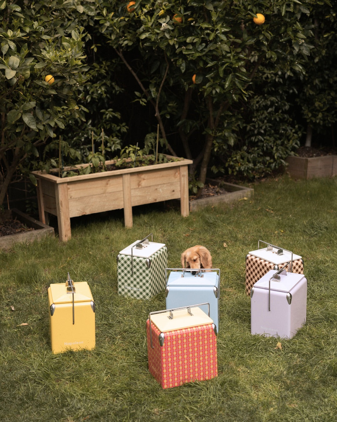 Ruby x Napoleon Mini Chilly - Pink and Yellow Tartan